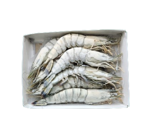 Frozen Head on Shell Shrimps Jumbo Size U-7 1kg (5 Pieces)