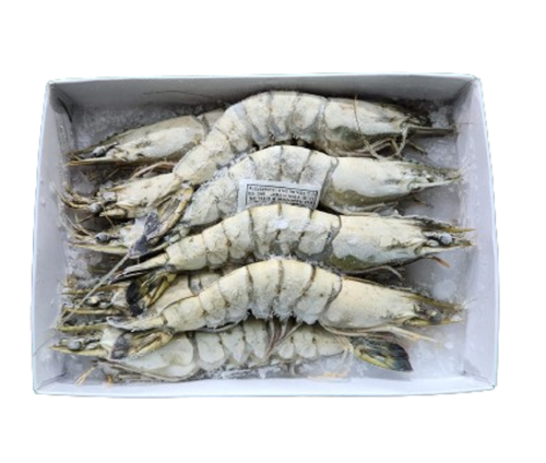 Frozen Head on Shell Shrimps Extra Large Size U-10 1kg