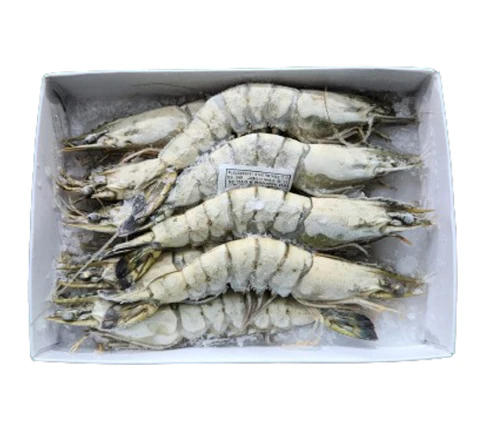 Frozen Head on Shell Shrimps Medium Size U-15 1kg