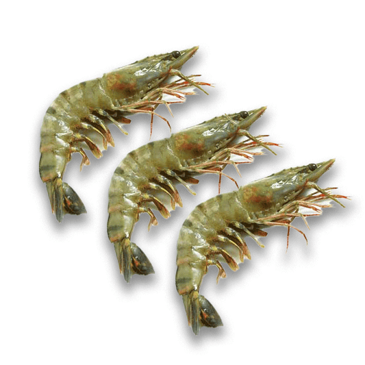 Frozen Head on Shrimps Medium Size 10/20 1kg