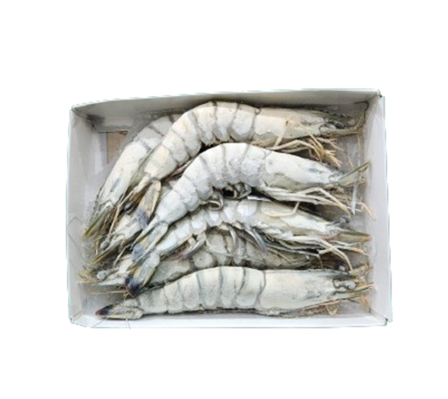 Frozen Head on Shell Shrimps Jumbo Size U-7 1kg