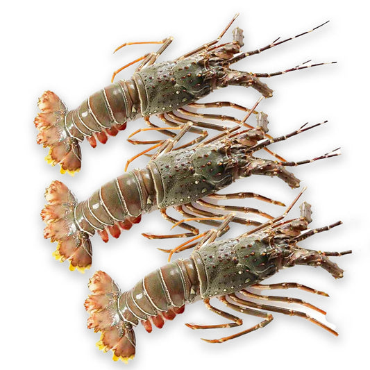 Whole Lobster Medium Frozen 1.8kg (3 Pieces)