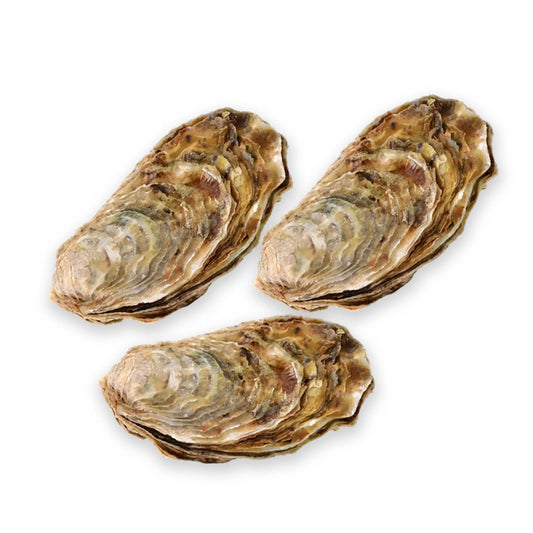 Full Shell Oysters Frozen 1.5kg (11-12 Pieces)