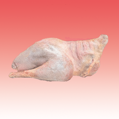 Frozen Ostrich
